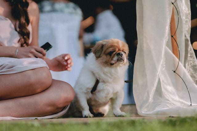 pekinés