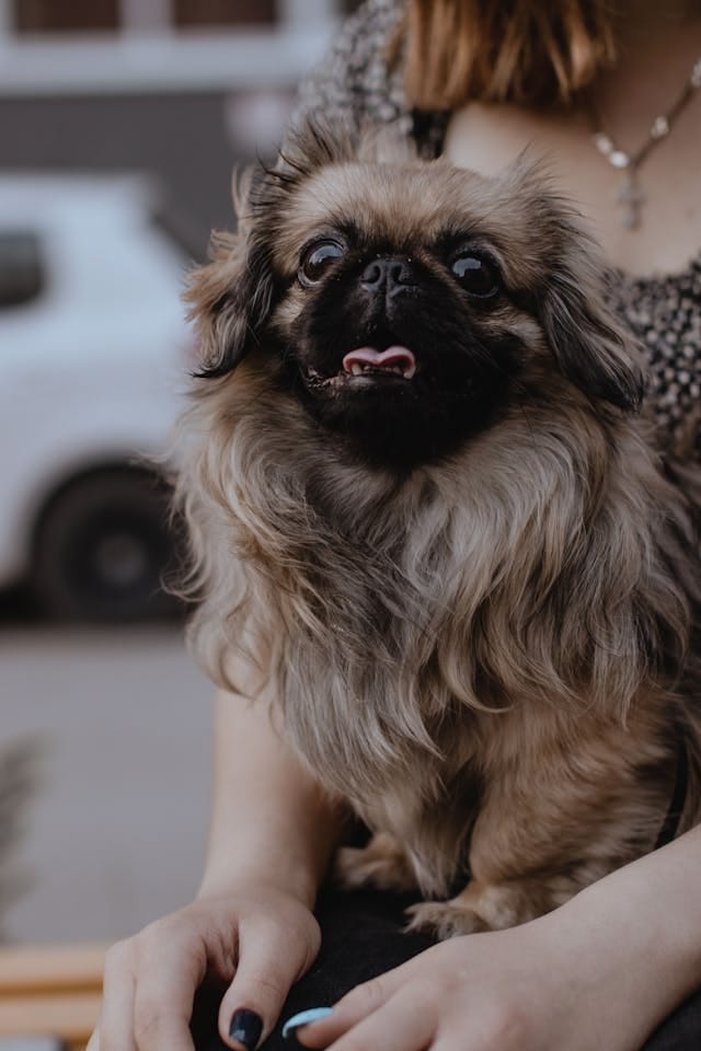 perro pekinés