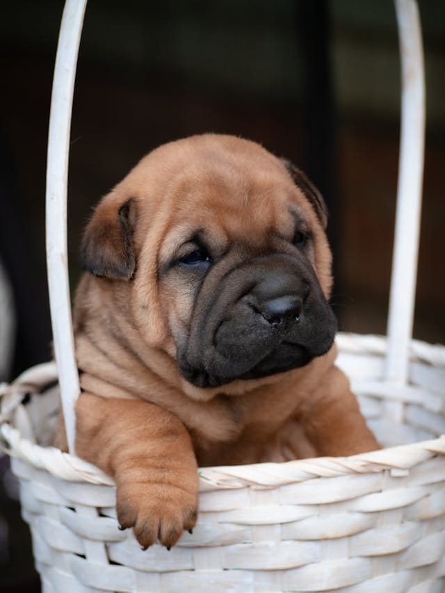 shar pei
