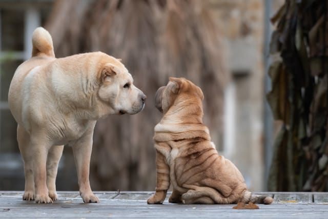 shar pei