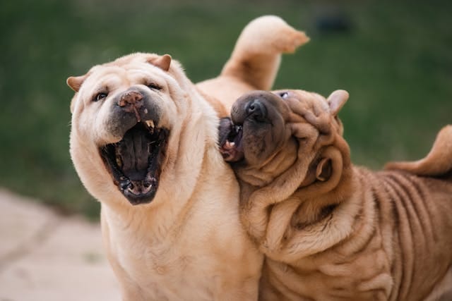 dos shar pei