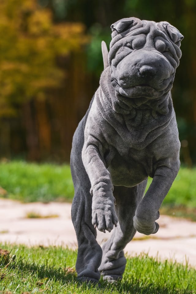 perro shar pei