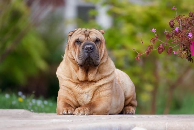 shar pei