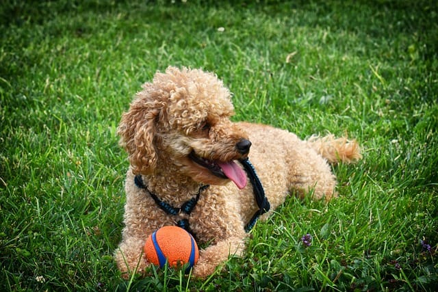 caniche jugando