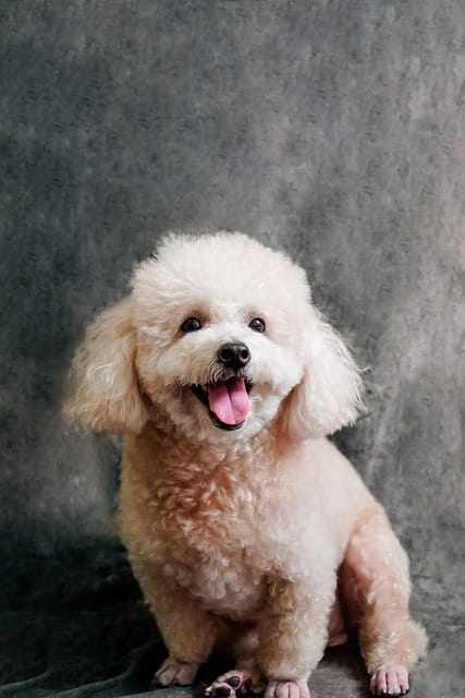 perro caniche