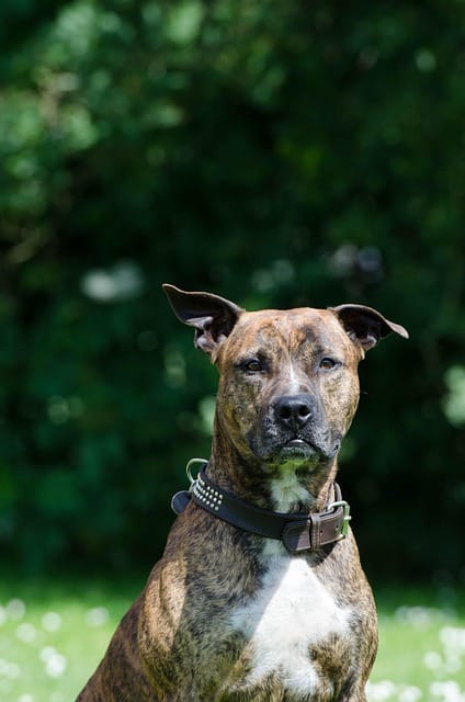 raza staffordshire