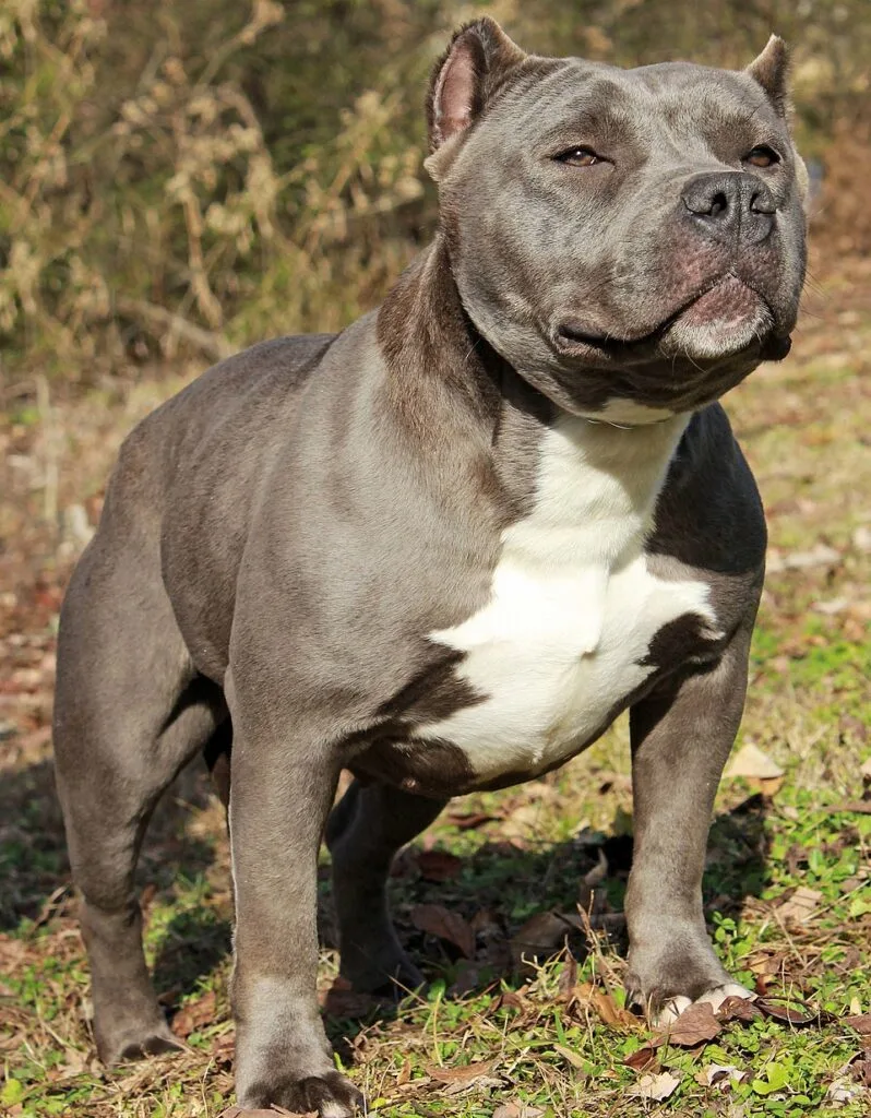 american bully