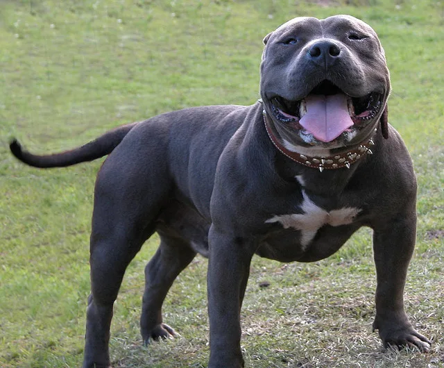 american bully