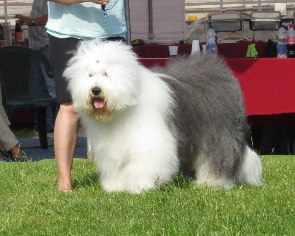 bobtail