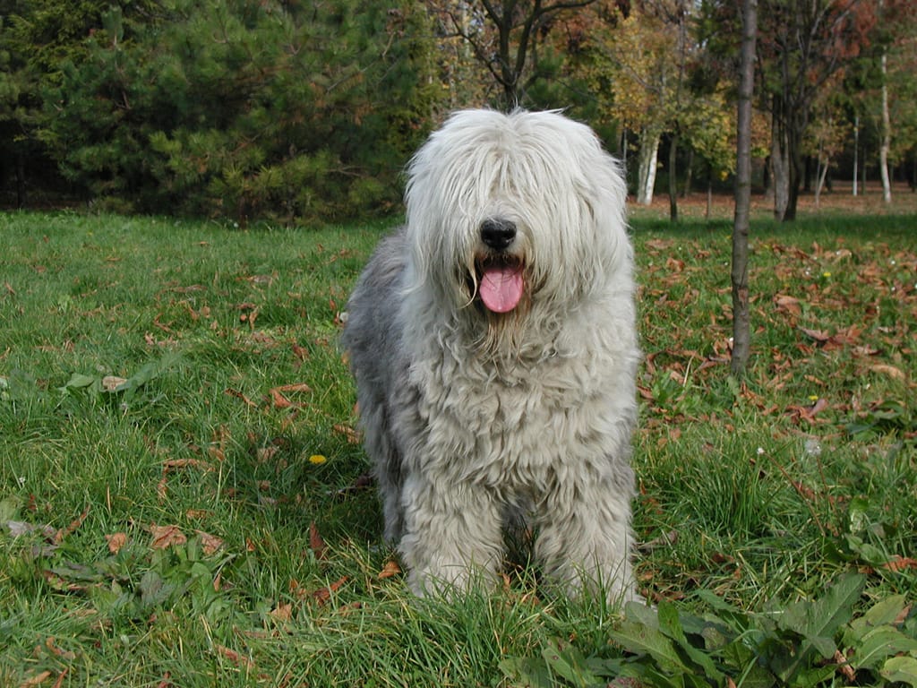 bobtail