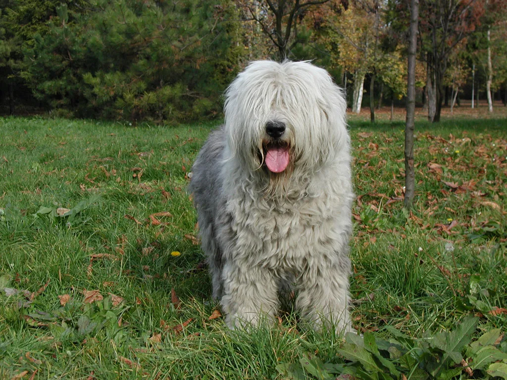 bobtail