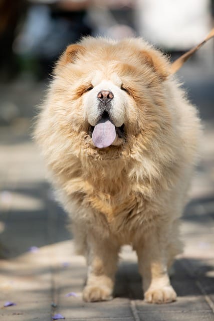 perro chow chow