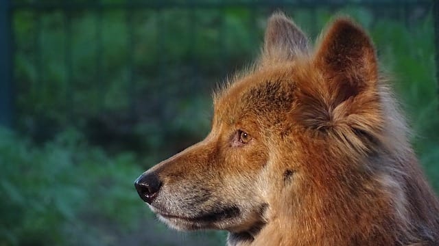 cabeza dingo