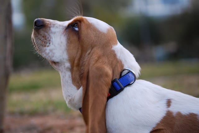 basset hound