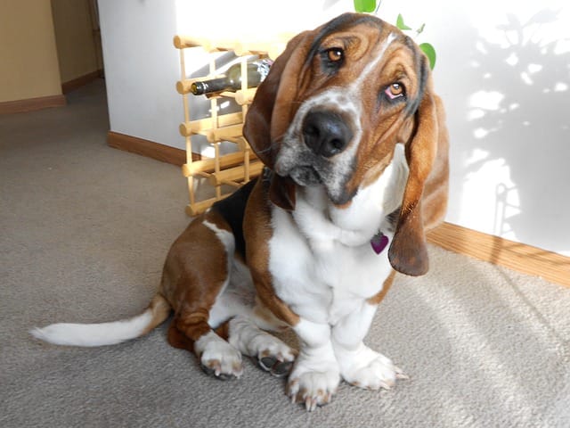 basset hound
