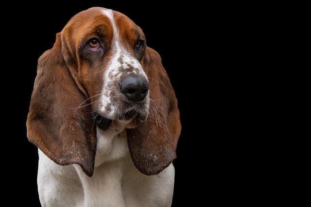 perro basset