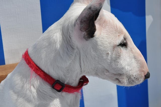 terrier
