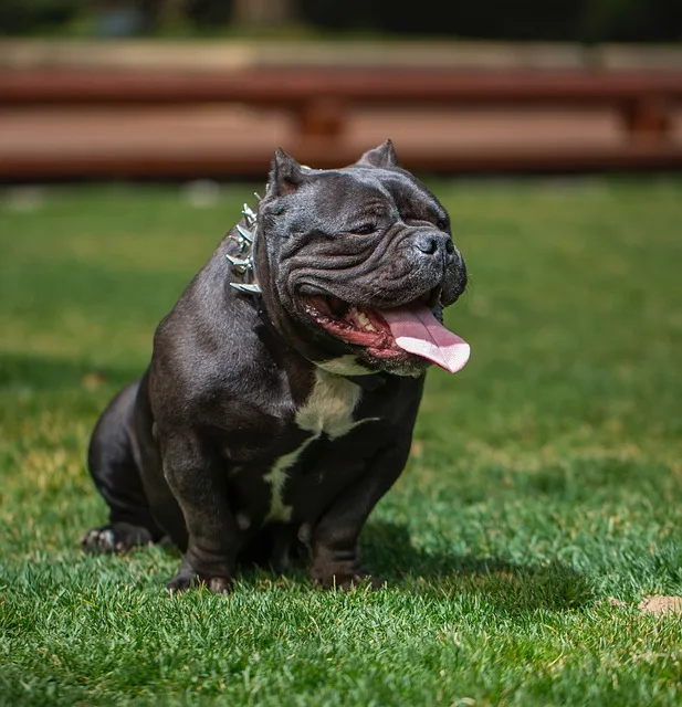 american bully