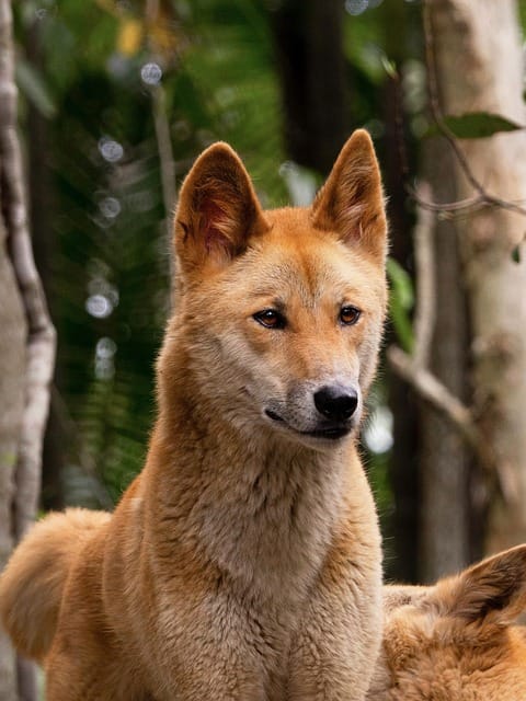 dingo