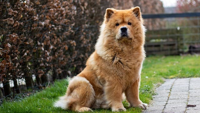 perro chow chow