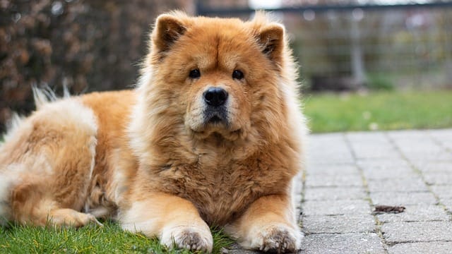 chow chow