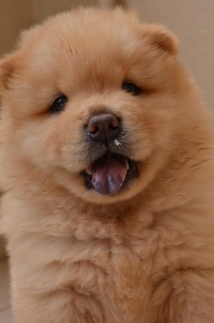chow chow