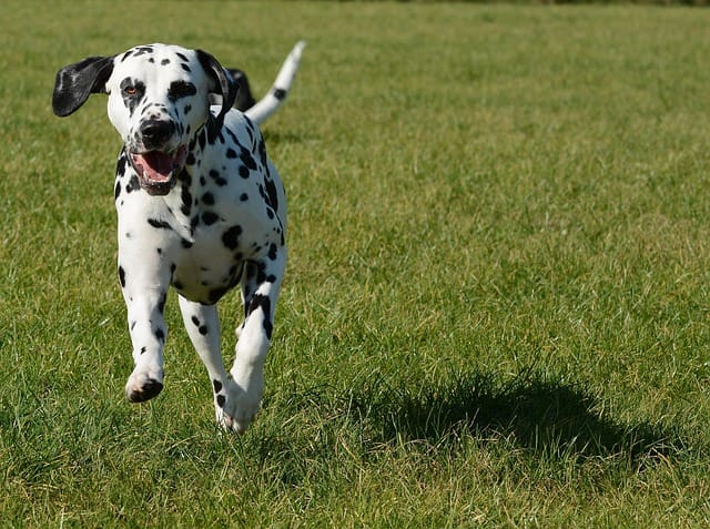 dalmata en el campo