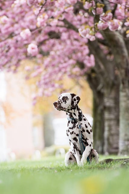 dalmata