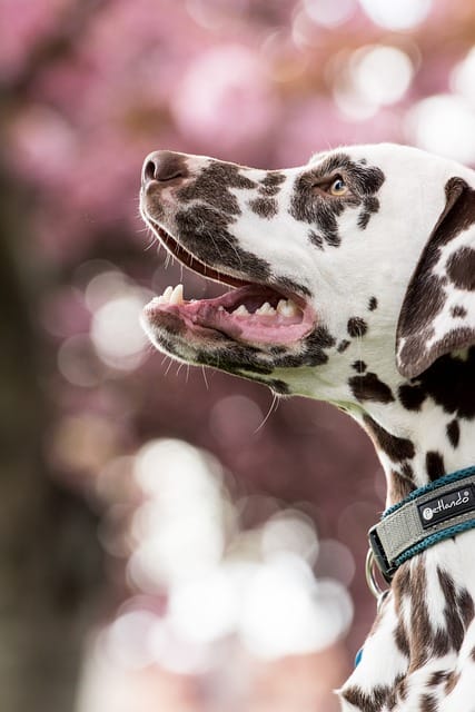dalmata