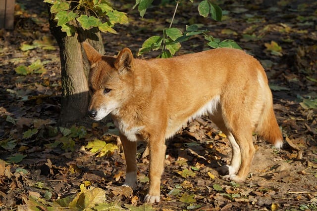 perro dingo