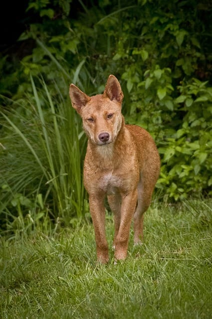 dingo australiano