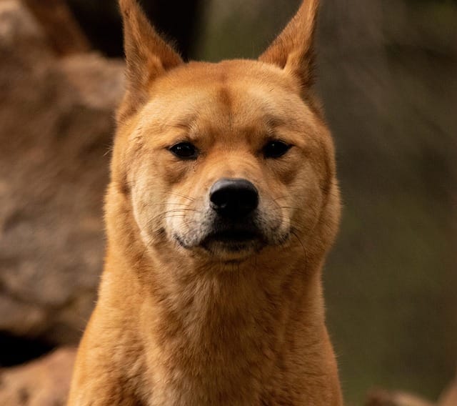 perro dingo