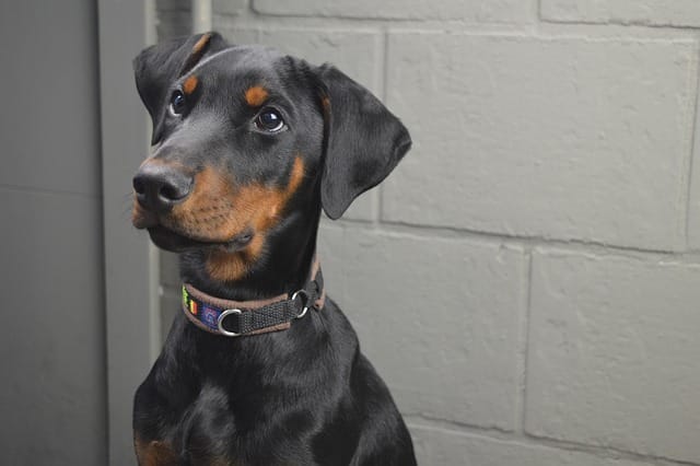 perro pinscher