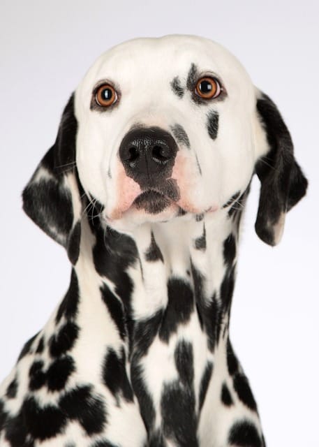 perro dalmata