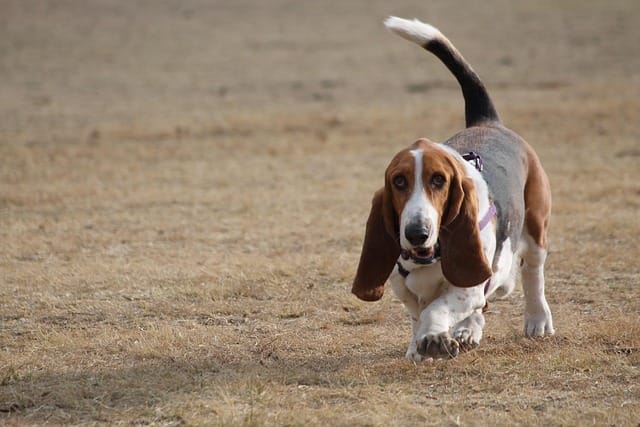 basset