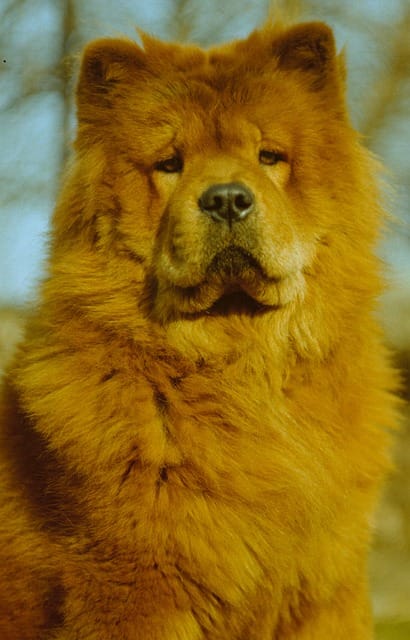 chow chow