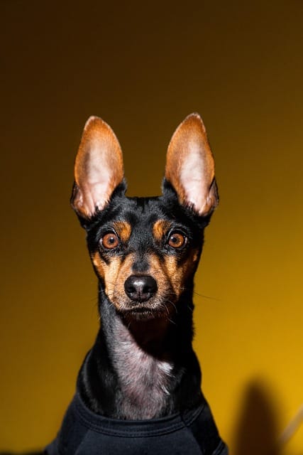 pinscher