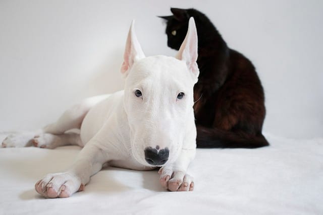 bull terrier