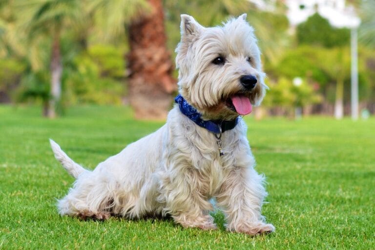 west terrier