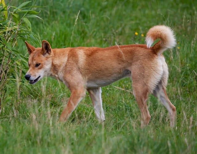 dingo