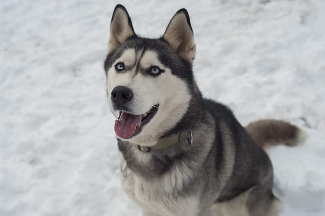 husky