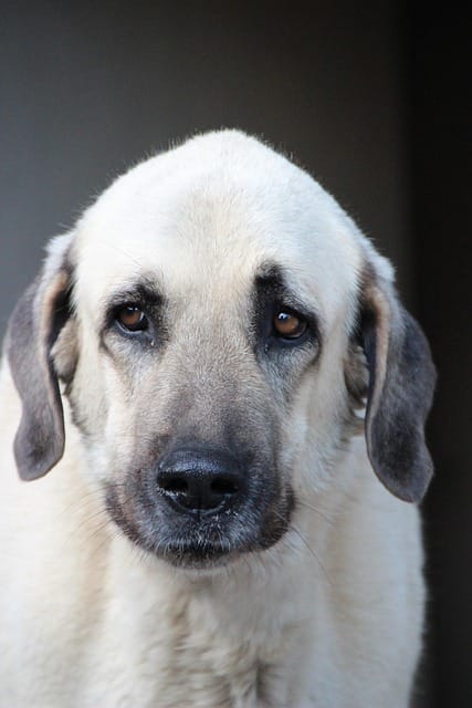 kangal