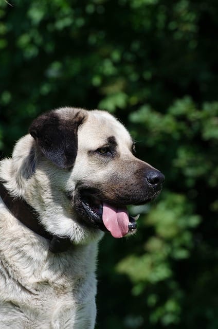 kangal turco
