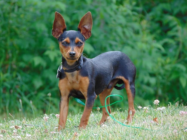 raza pinscher