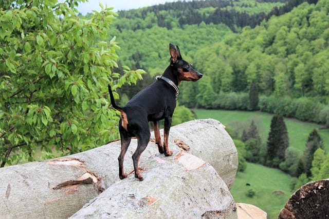 pinscher miniatura