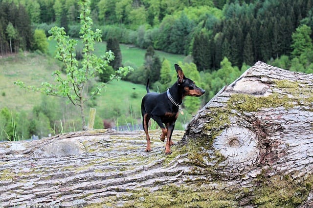 perro pinscher