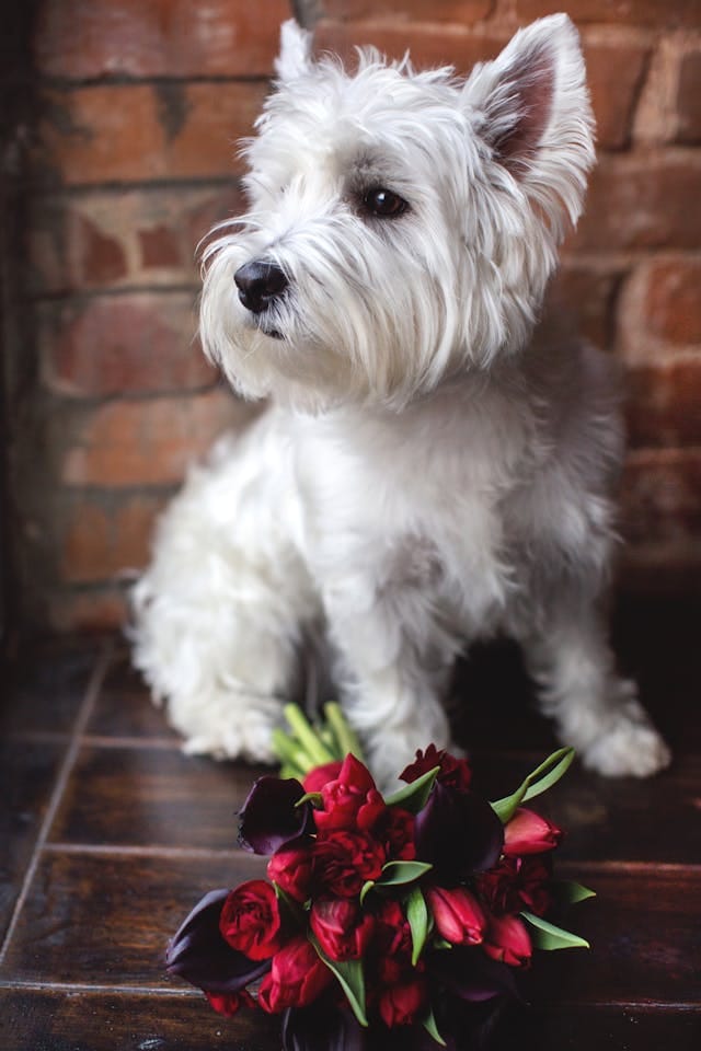 terrier white