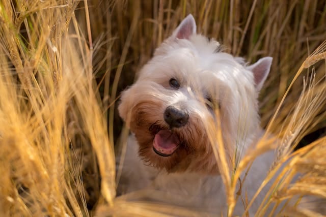 perro white terrier