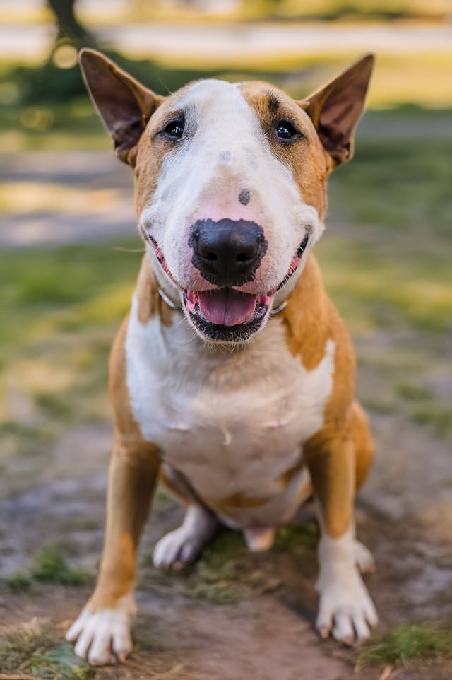 perro bull terrier