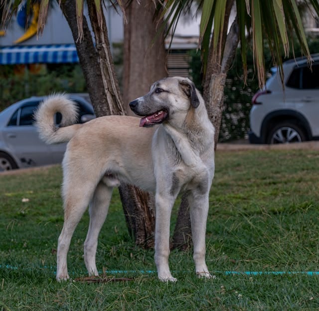 kangal turco